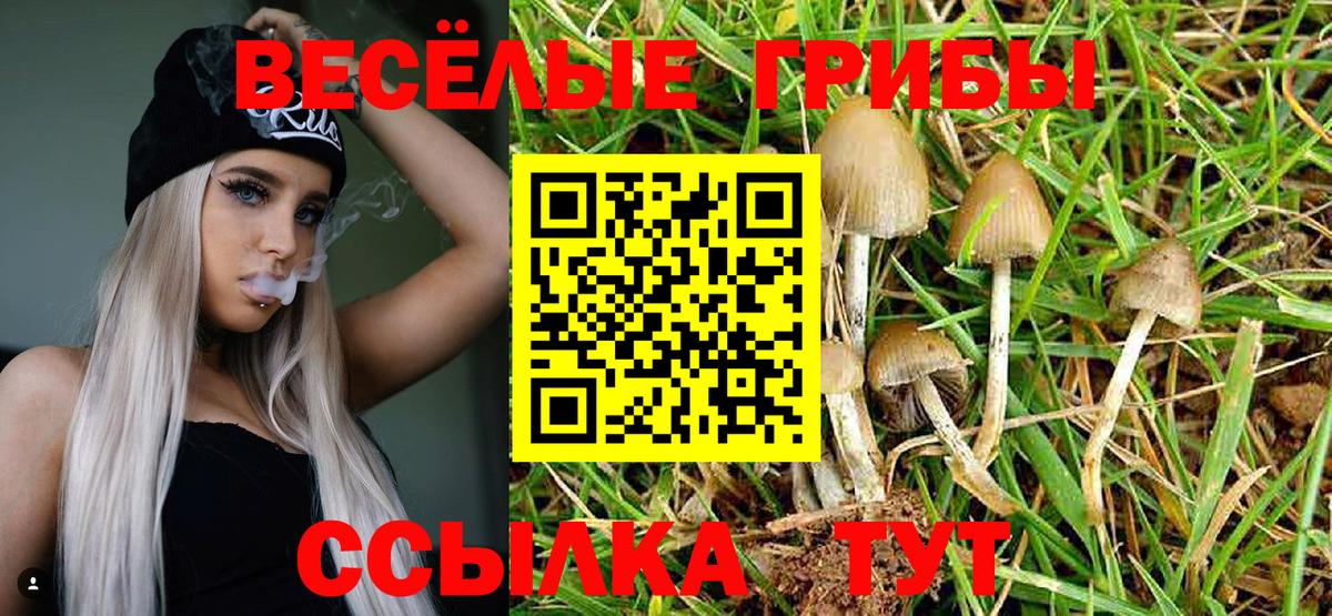 Димитровград  наркошоп  Псилоцибиновые грибы Cubensis  Вход с VPN  Псилоцибиновые грибы прущие грибы 