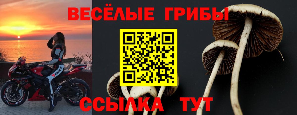 Галлюциногенные грибы Psilocybe Димитровград